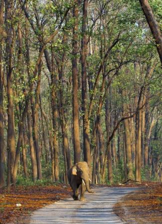 Elephant sighting by Corbett Trails