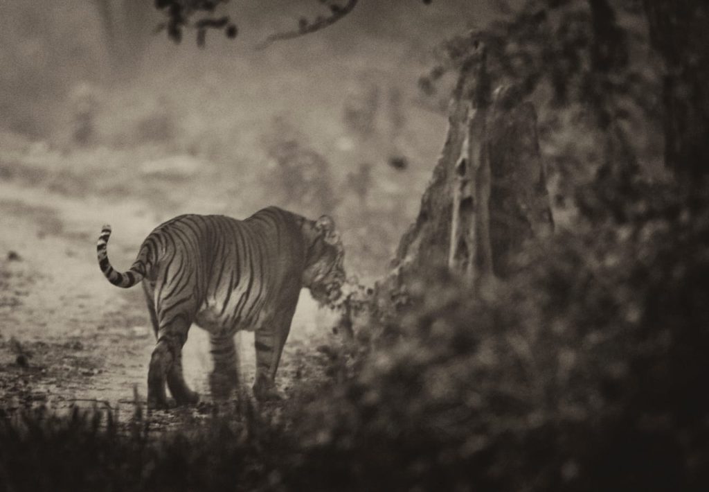 Tiger Sighting by Corbett Trails