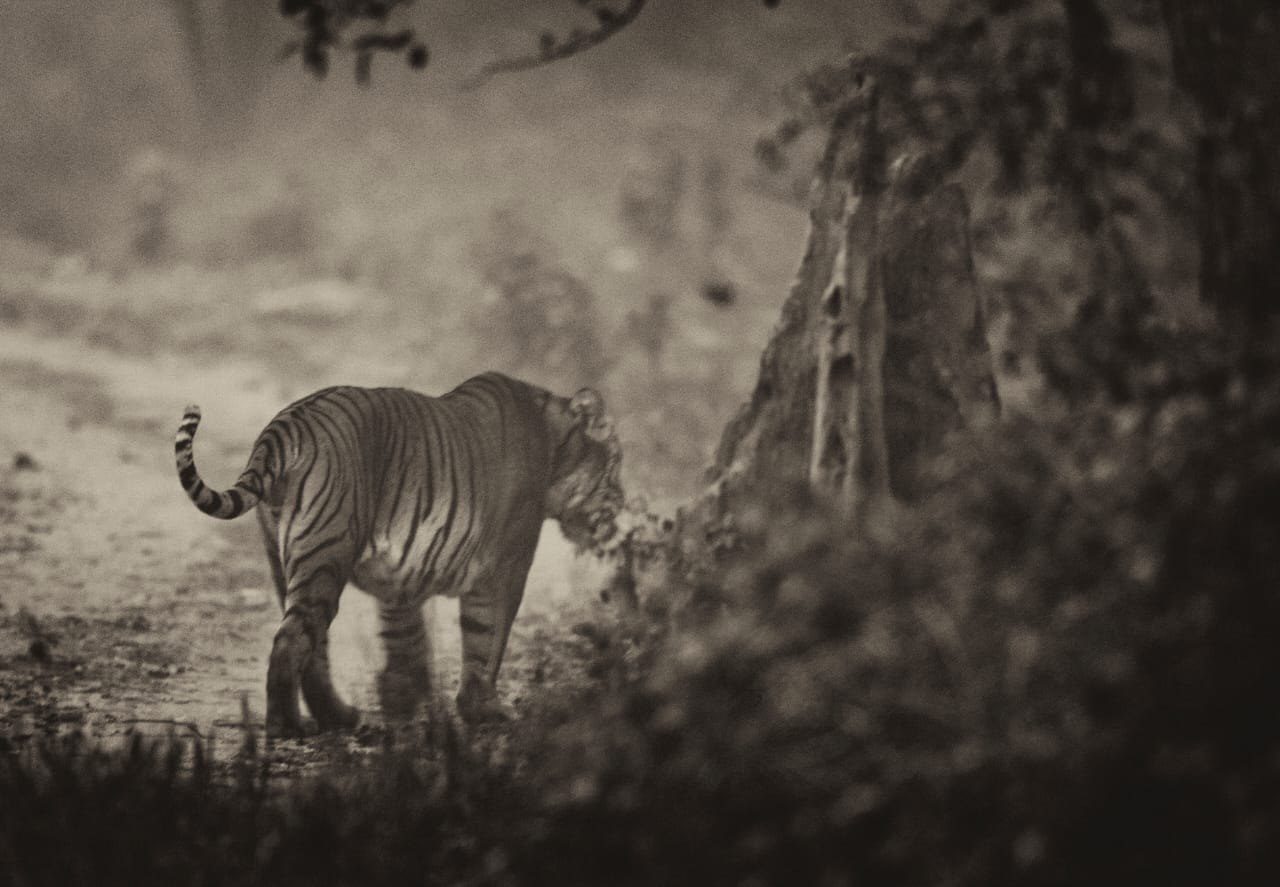 Tiger Sighting by Corbett Trails